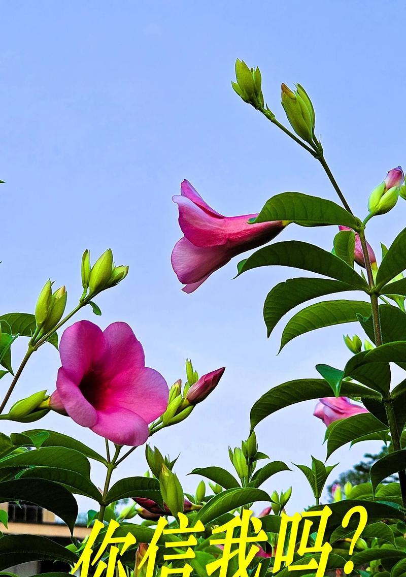 世界上哪些花的花语最为动人？