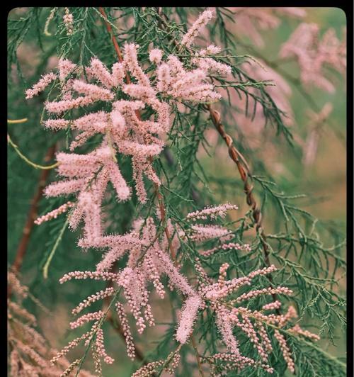 红柳花的花语含义是什么？
