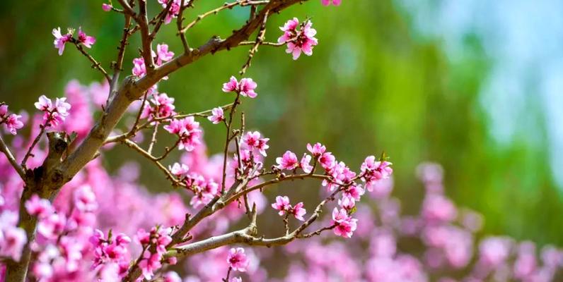 红柳花的花语含义是什么？
