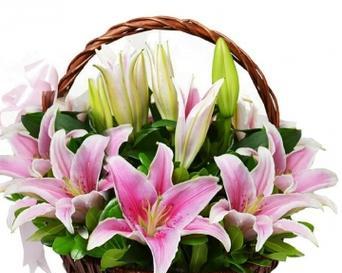 送老师什么鲜花品种，其花语有何寓意？