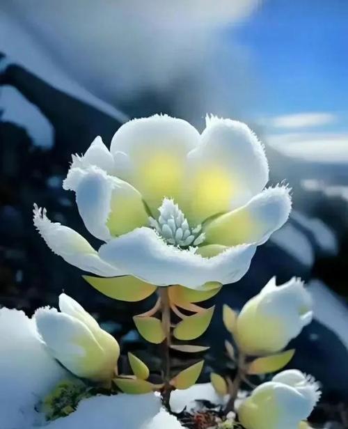 什么花的花语是冰山？象征冷漠或难以接近的花有哪些？