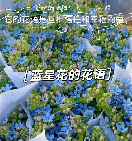 蓝星花的花语和象征意义是什么？