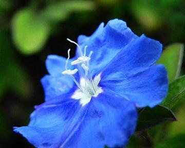 蓝星花的花语和象征意义是什么？