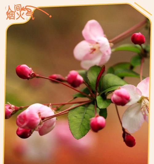 哪种花代表“等你的爱”？花语中表达等待爱情的花是什么？