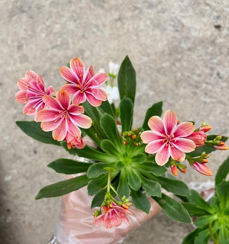 所爱之花的花语代表了什么？