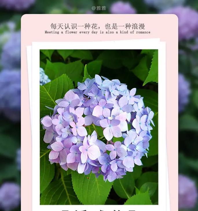 所爱之花的花语代表了什么？
