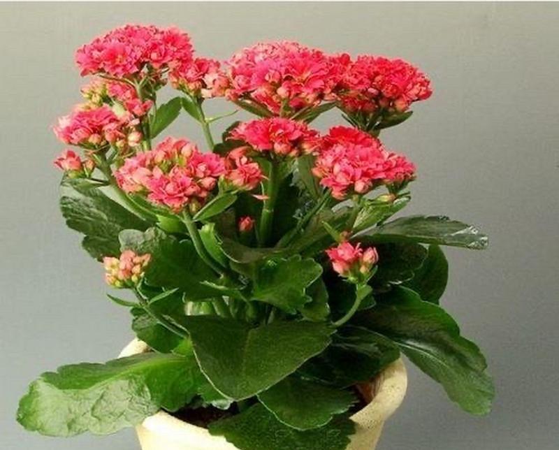 长寿花代表什么意义？长寿花的花语有哪些？