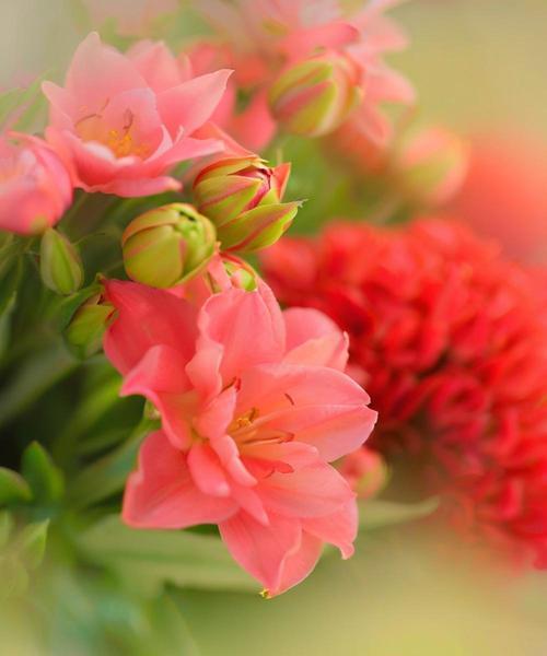 长寿花代表什么意义？长寿花的花语有哪些？