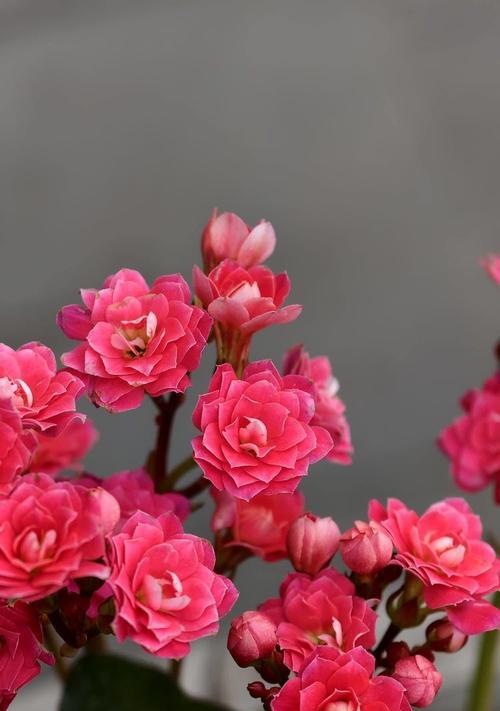 长寿花代表什么意义？长寿花的花语有哪些？