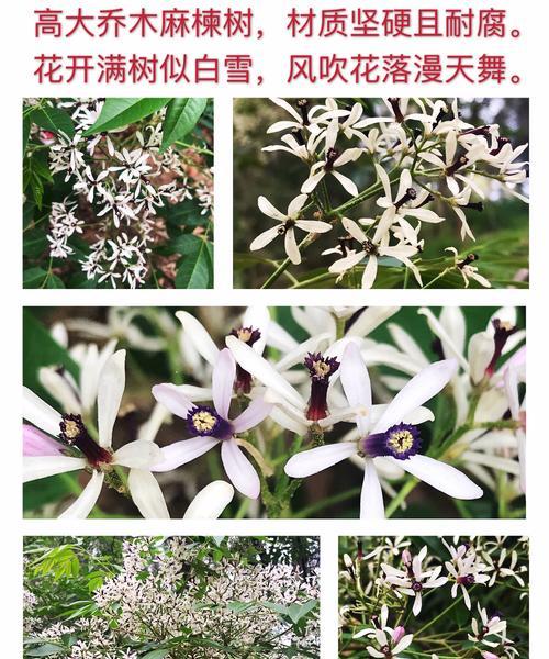 漫天花语套装的用途是什么？