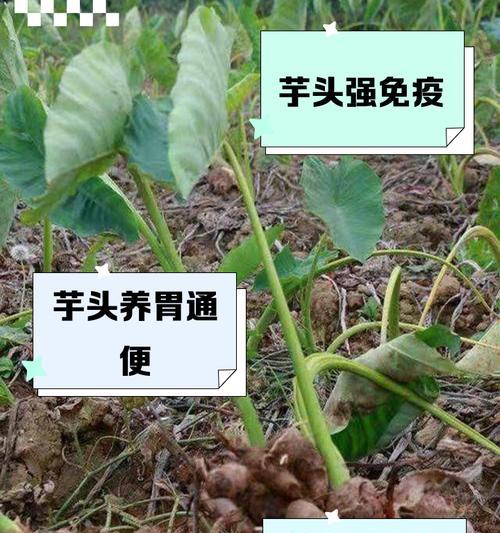 芋头粑粑的花语有何特别之处？