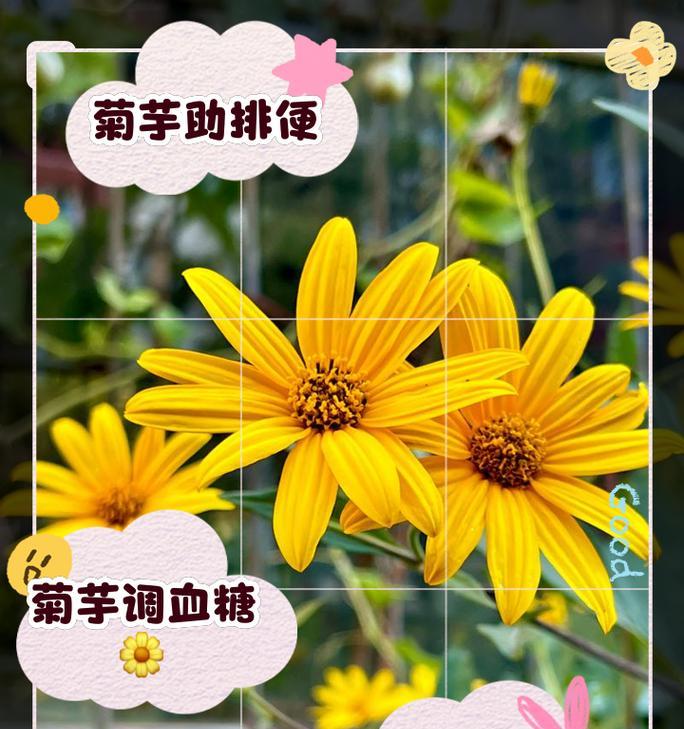 芋头粑粑的花语有何特别之处？