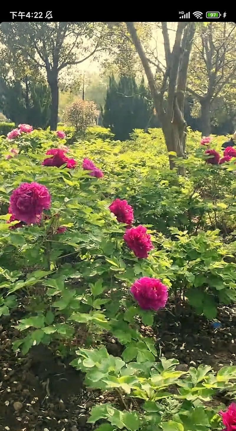 六一手工花的花语代表什么？