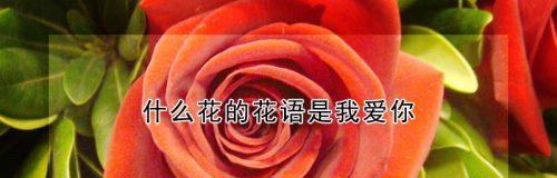 六一手工花的花语代表什么？