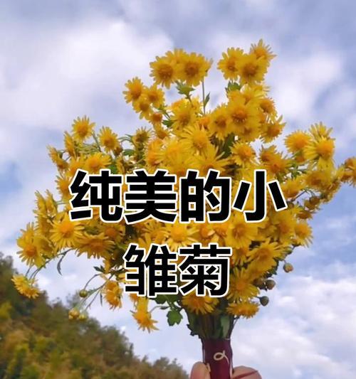 小雏菊的花语代表了哪些情感？