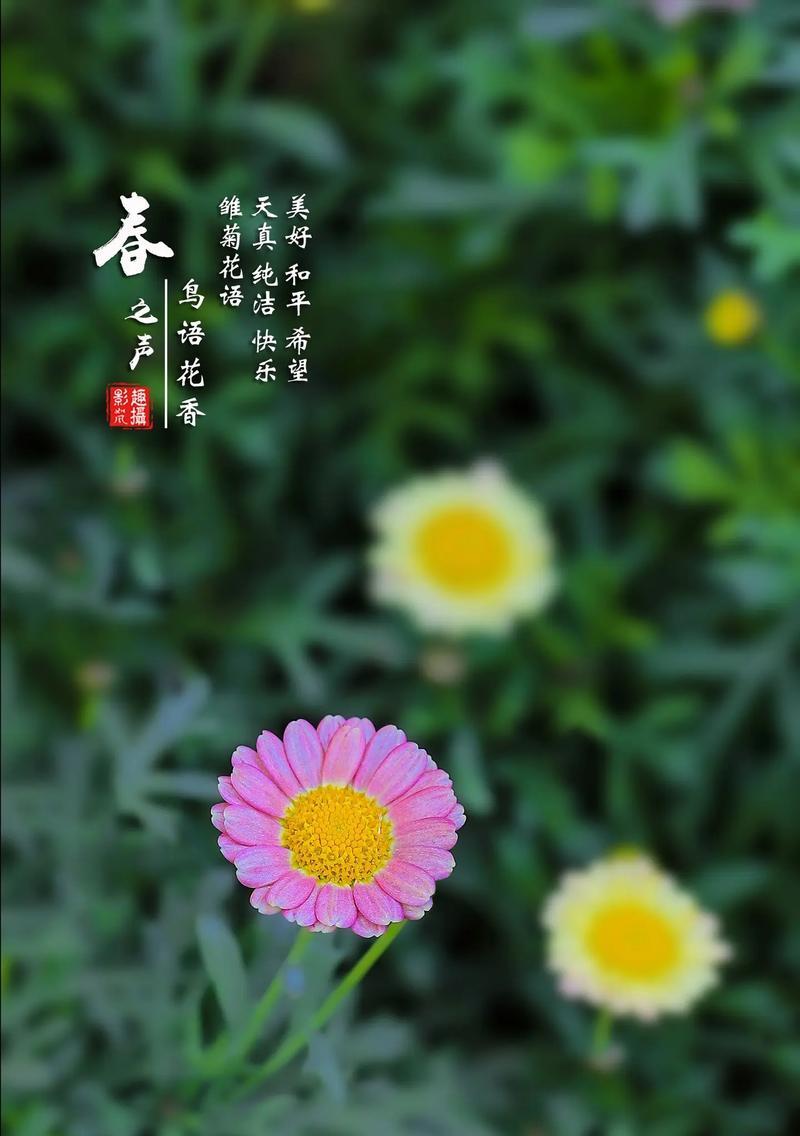 小雏菊的花语代表了哪些情感？