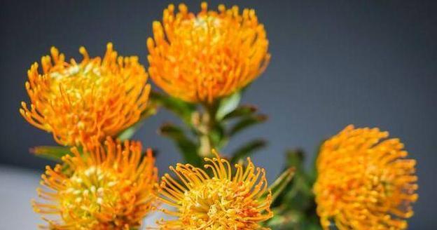 霸焰烟花象征着什么？花语背后有何寓意？