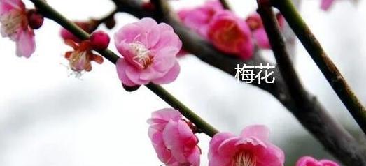 花生十三十字的花语是什么？花生在花语中有哪些象征意义？