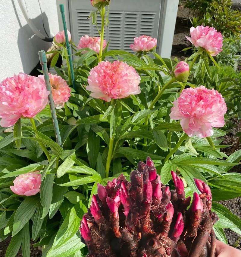 芍药品种有哪些？它们的花语分别是什么？