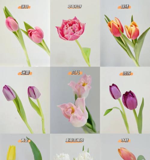 郁金香花语通常表达什么？