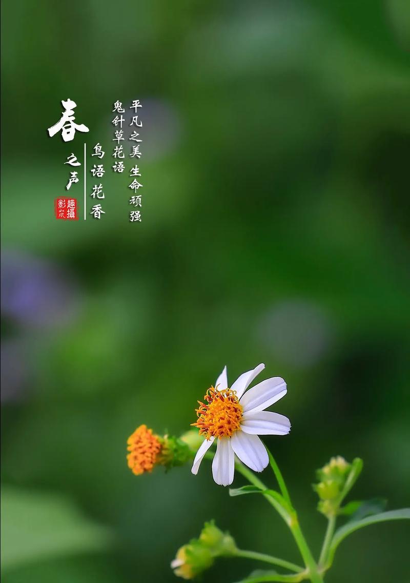 花语为何让花儿显得如此美丽？花语的美有何深意？