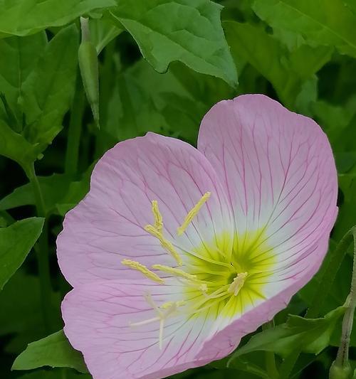 月见草的花语是什么意思？它象征着什么？
