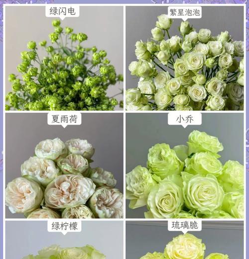 墨绿玫瑰花语的含义是什么？