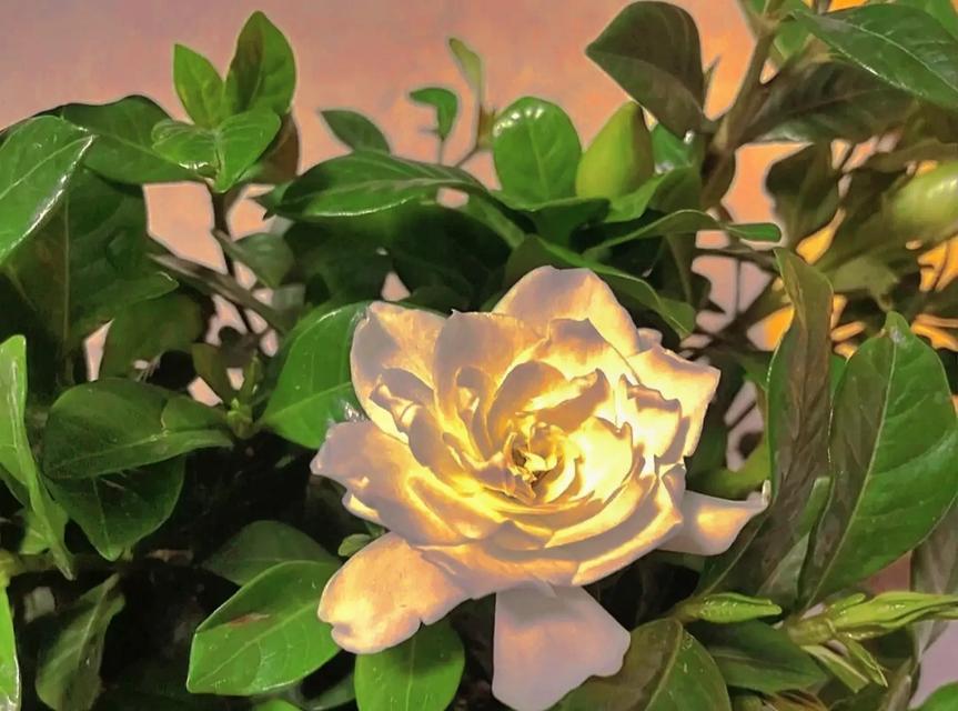 哪种花的花语具有嘲讽的意味？