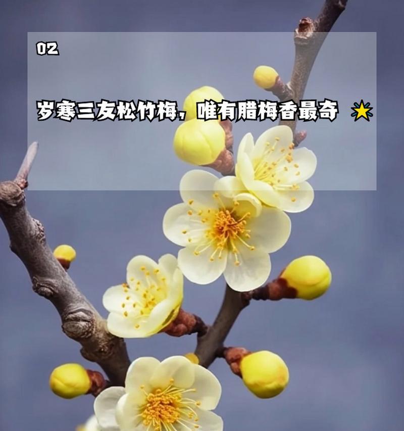 喜欢比较的花语代表什么含义？