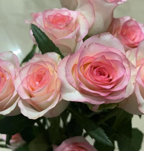 21朵爱莎玫瑰代表什么？花语中蕴含了哪些情感？