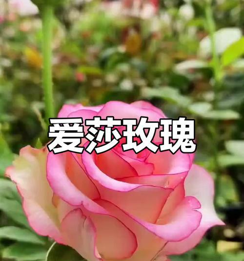 21朵爱莎玫瑰代表什么？花语中蕴含了哪些情感？
