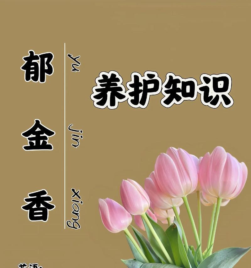 郁金香作为礼物的花语是什么？