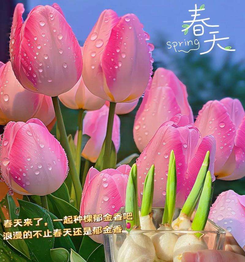 郁金香作为礼物的花语是什么？