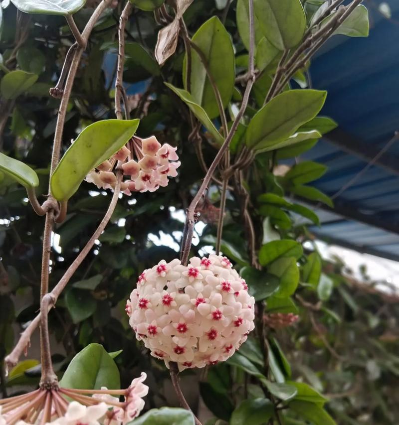 相思球花的花语是什么意思？它象征着什么？