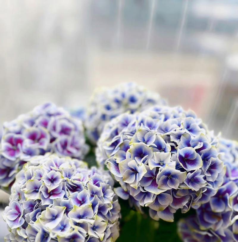 相思球花的花语是什么意思？它象征着什么？