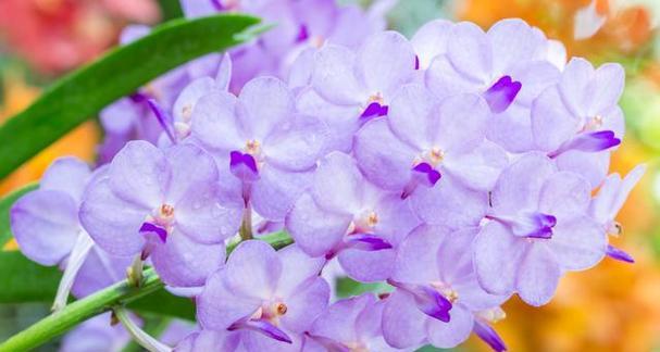 紫色花的花语寓意是什么？它象征着哪些情感？