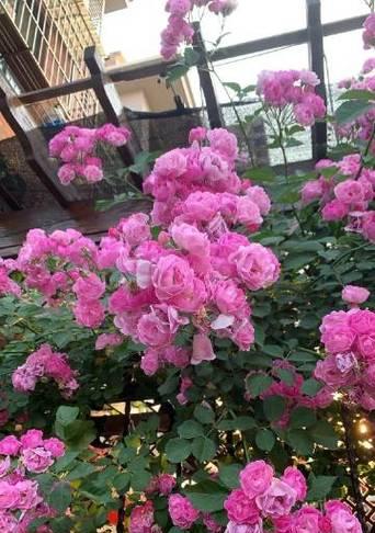 分道扬镳的花语是什么？分道扬镳象征的含义是什么？