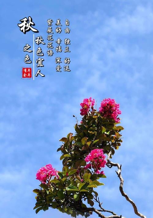 深夜欣赏自己拍的花语有何意义？这种行为背后的情感是什么？