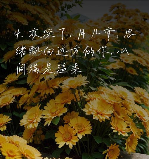 深夜欣赏自己拍的花语有何意义？这种行为背后的情感是什么？