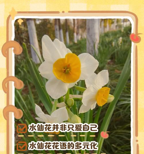 深夜欣赏自己拍的花语有何意义？这种行为背后的情感是什么？