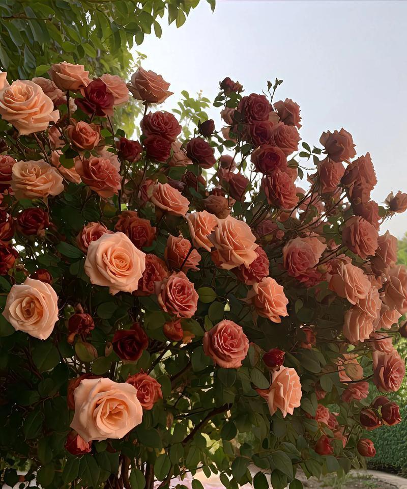 玫瑰花束的花语是什么意思？玫瑰花束代表了什么？