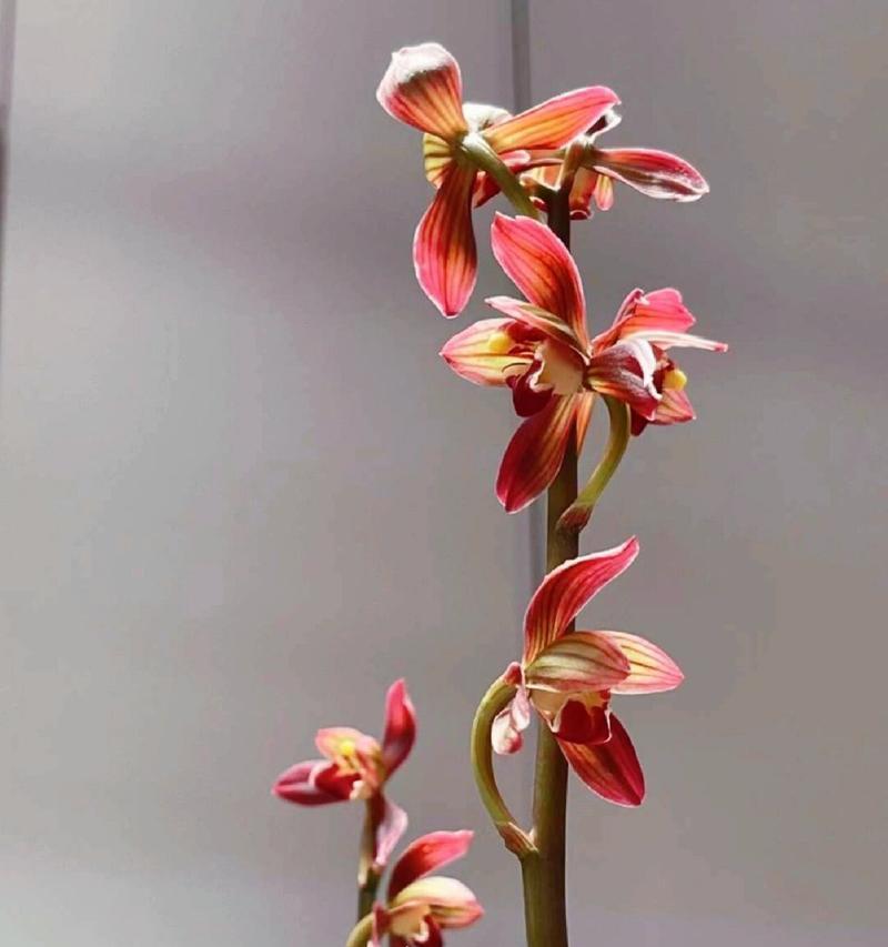 兰花的花语用什么语言表达？