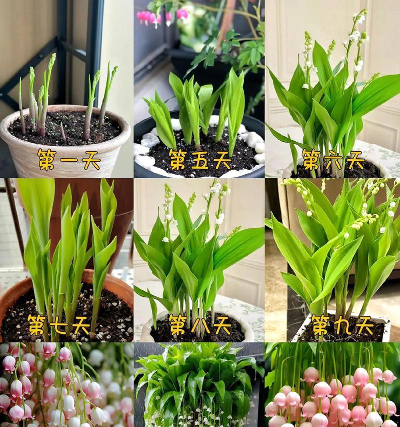 兰花的花语用什么语言表达？