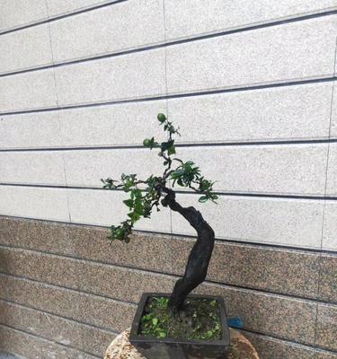 哑巴帅哥浪漫的花语是什么？这种花语有何特别之处？