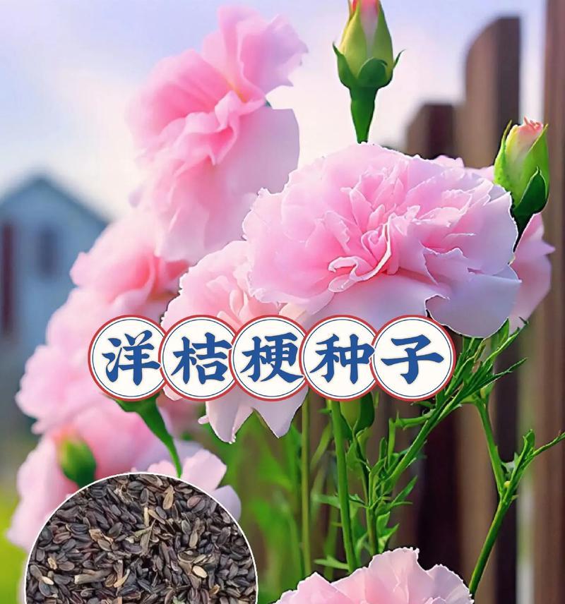 粉色洋桔梗的花语有何特别之处？