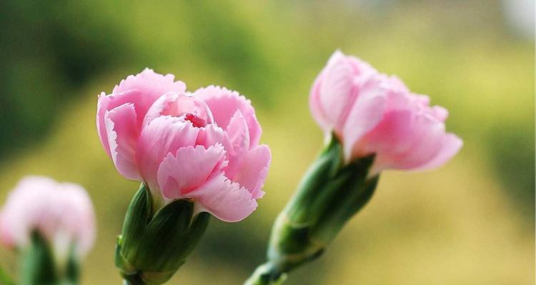 母亲节押韵的花语是什么？它有何含义？