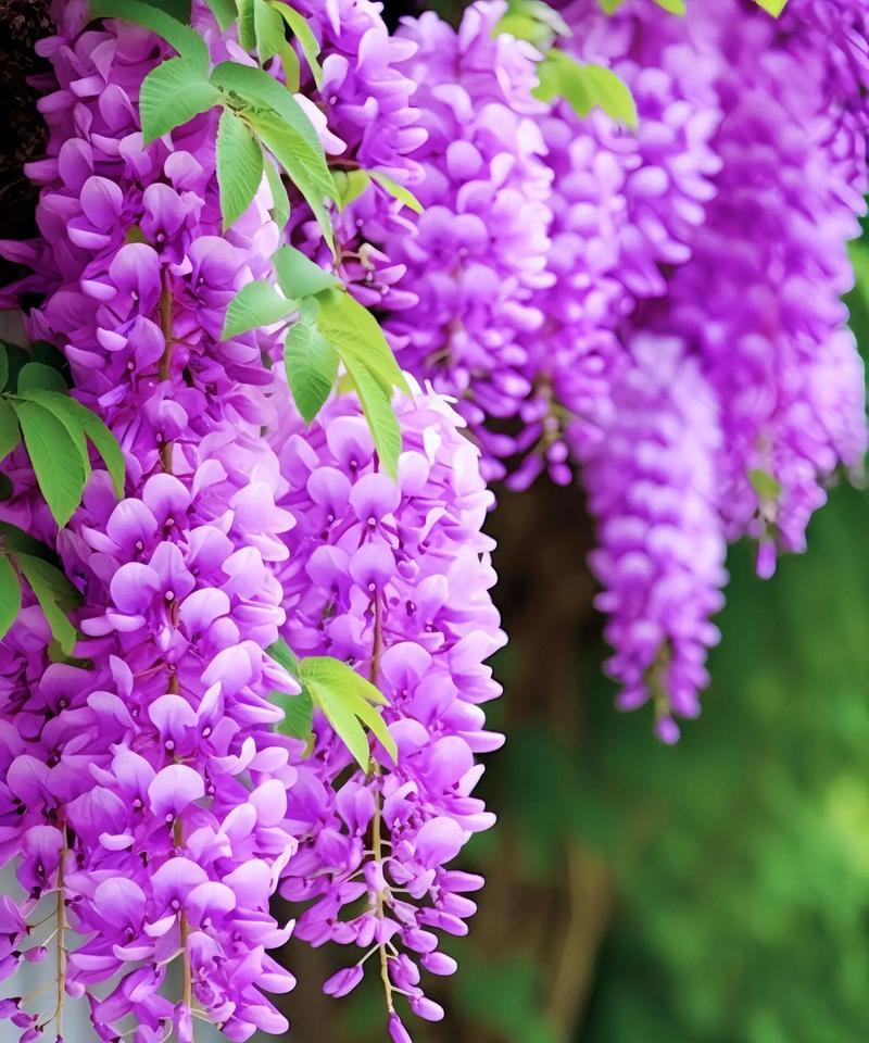 大家能认出这是什么花的花语？这种花语有何含义？