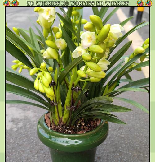 大家能认出这是什么花的花语？这种花语有何含义？