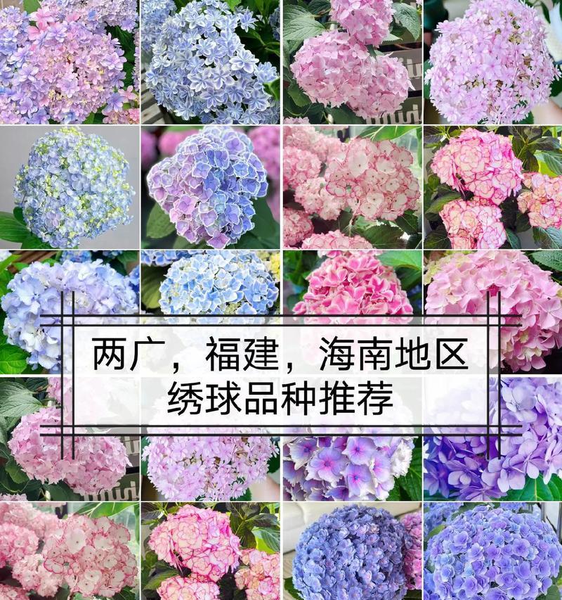 端午绣球的寓意是什么？花语又代表什么？
