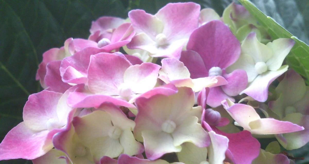 端午绣球的寓意是什么？花语又代表什么？